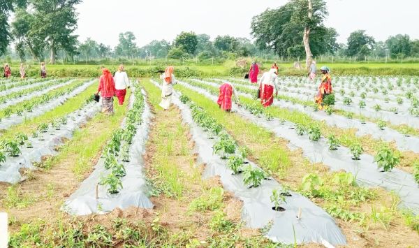 लिफ्ट सिंचाई योजना से 227 किसानों को फायदा,  240 हेक्टेयर अतिरिक्त रकबा सिंचित