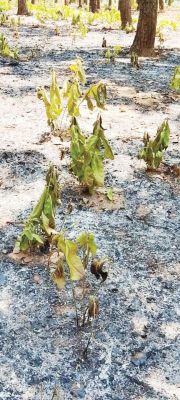 चिलपुटी जंगल में आगजनी, काबू