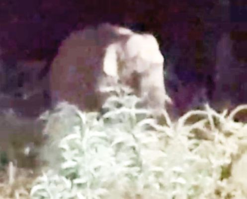 मैनपाट में हाथी दल, बस्तियों में घुसकर फसलों को पहुंचा रहे नुकसान, ग्रामीण दहशत में