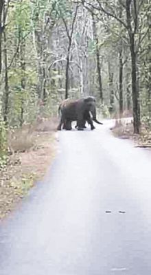 देखें VIDEO: खत्म हो रहा हाथी और ग्रामीणों का संघर्ष