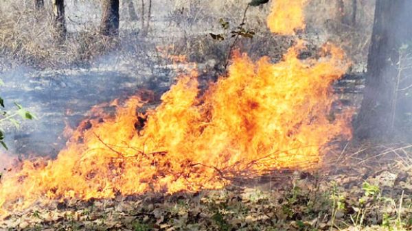 सागौन जंगल में आग, पौधे झुलसे