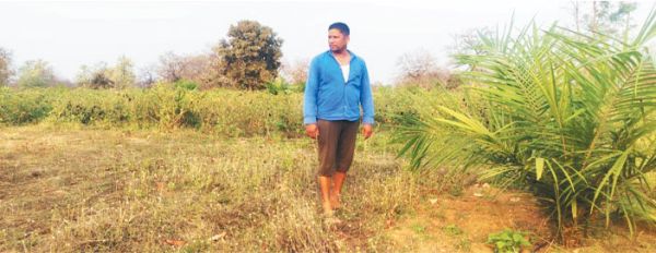 ऑयल पाम के साथ-साथ उद्यानिकी की खेती से किसान हो रहे आर्थिक रूप से सशक्त