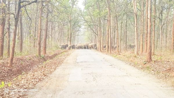 हाथियों का दो बड़ा दल सडक़ पार करता आया नजर