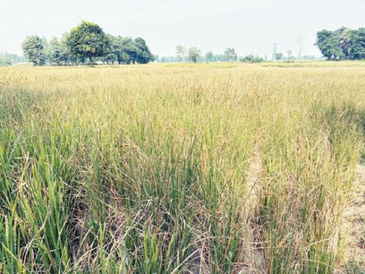 जल स्तर गिरा, बोर ने भी साथ छोड़ा, कई गांवों की फसलें सूखी