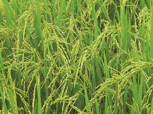 खरीफ सीजन 26 : धान, दलहन तिलहन के प्रमाणित बीजों के विक्रय दर निर्धारित