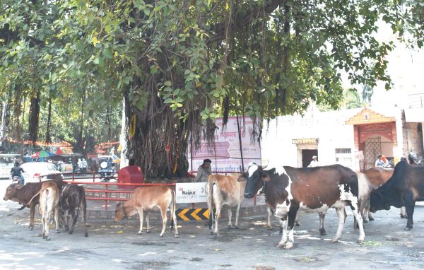 दक्षिण से हवा आ रही, कल से कुछ राहत