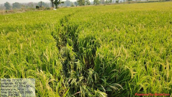 हाथी ने फसल को नुकसान पहुंचाया