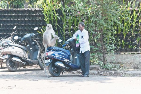 बंदरों का उत्पात