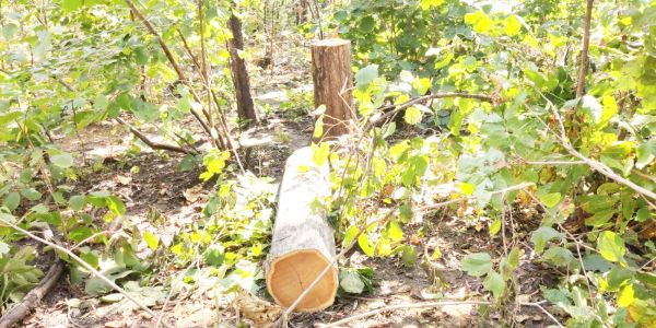 सागौन कटाई मामला: 100 पेड़ों की कटाई की पुष्टि, पुन: जांच के आदेश पर सवाल