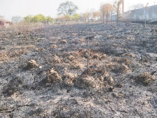 भखारा के कृष्ण कुंज में दूसरी बार लगी आग, हजारों पेड़ पौधे जले