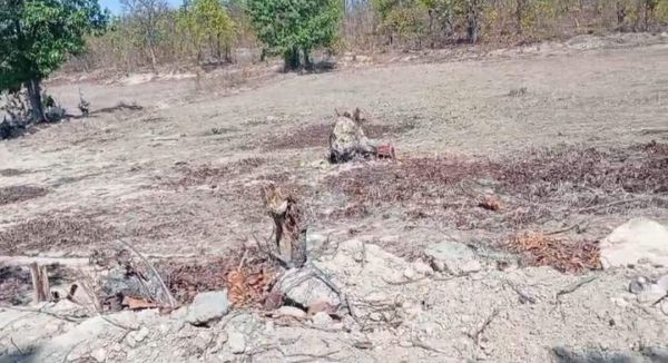 लैंगा परिक्षेत्र में सैकड़ों हेक्टेयर वन भूमि पर अवैध कब्जा!