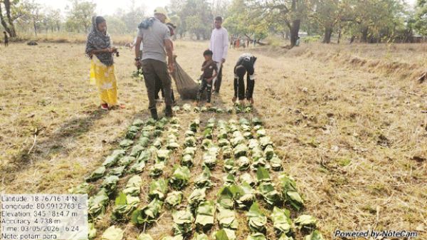 तेंदूपत्ता संग्रहण की शुरुआत से बीजापुर में उमंग, संग्राहकों का तिलक से स्वागत