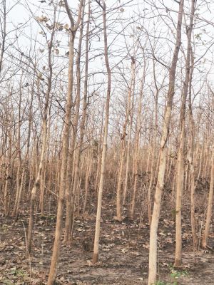 भीषण गर्मी ने बेशकीमती सागौन की  पैदावार को झुलसाया