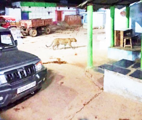 रिहायशी इलाके में दिखा तेंदुआ 
