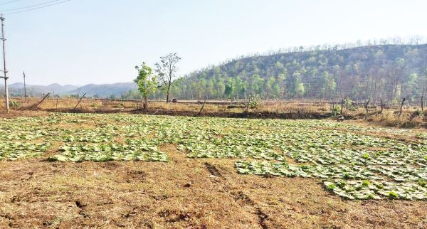 तेन्दूपत्ता तोड़ाई ने पकड़ी रफ्तार