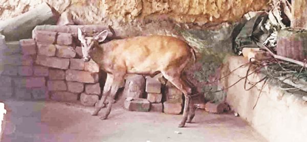 पानी की तलाश में कोटरी गांव में घुसा, कुत्तों के हमलों में घायल