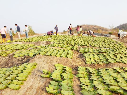 महासमुंद में सबसे महंगा तेंदूपत्ता भोंथा-टुहलू का
