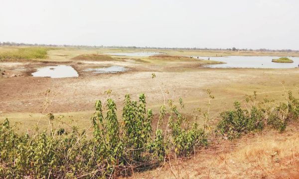 गिधवा-परसदा पक्षी विहार में जल संकट, स्थानीय पक्षियों पर भी असर