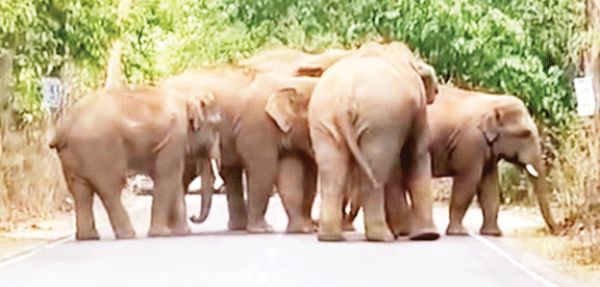 कल्याणपुर जंगल में हाथियों की मौजूदगी, प्रतापपुर-अंबिकापुर मार्ग पर लगा लंबा जाम