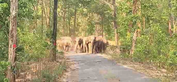 सडक़ किनारे पहुंचा हाथियों का दल