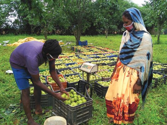 जशपुर  में 3 हजार से अधिक किसान नाशपाती का कर रहे उत्पादन