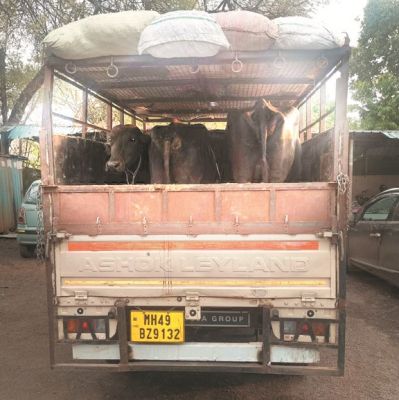 मवेशियों को बुचडख़ाना ले जाते 4 आरोपी गिरफ्तार, पायलेटिंग करती कार जब्त
