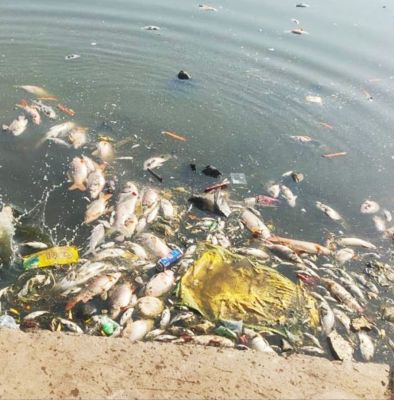 भीषण गर्मी में उबल रहा तालाबों का पानी, मर रहीं मछलिया, जल स्तर घटने से ऑक्सीजन की कमी भी