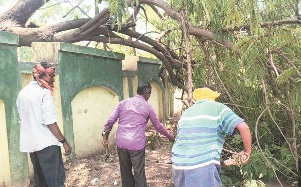 आंधी-तूफान से गिरे पेड़, निगम ने हटाया