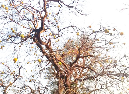 फल से लदे बेल प्रकृति प्रदत्त उदर रोग की रामबाण औषधि