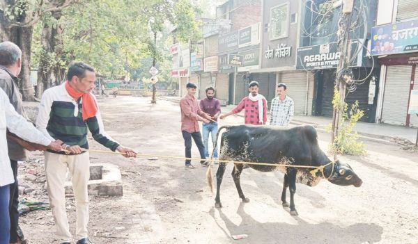 निगम ने आवारा मवेशियों को पकडक़र गौठान भेजा