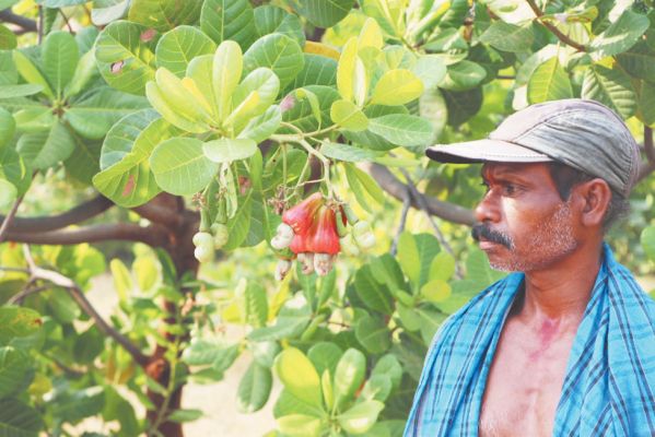 जशपुर में काजू की खेती  से सीधे जुड़े किसान