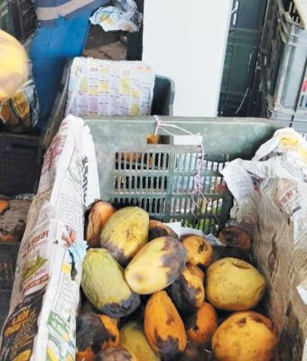 280 किलो खराब आम किए नष्ट फल विक्रेताओं को दी चेतावनी