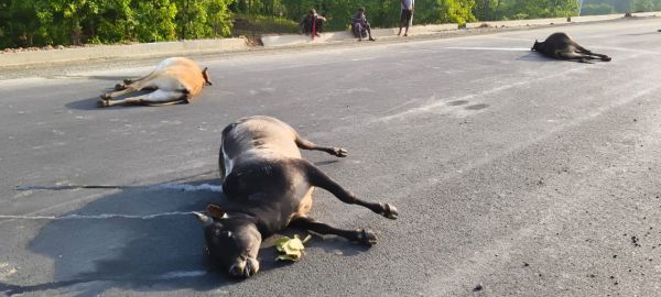 भारतमाला सडक़ पर अज्ञात वाहन का कहर : 7 बैलों को रौंदा, 5 मौतें, 2 गंभीर