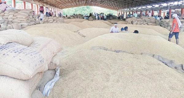 कुरुद मंडी में आवक बढ़ी, धान बेचने किसानों को करना पड़ रहा इंतजार