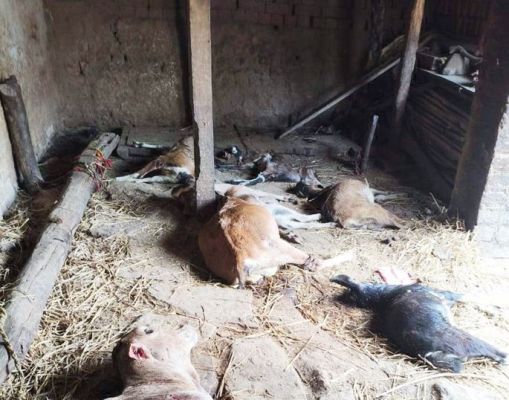 खंडसरा में अज्ञात पशु हमले से 18 बकरियों की मौत