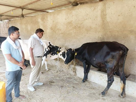 दुग्ध उत्पादन पशुपालकों की आय का प्रमुख जरिया