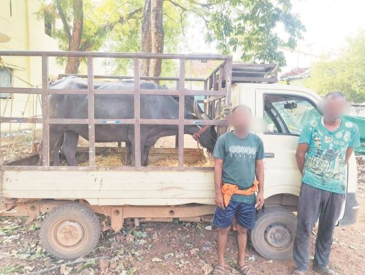 पशु तस्करी, 2 आरोपी गिरफ्तार