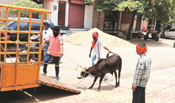 भिलाई में आवारा पशुओं के खिलाफ  निगम का अभियान