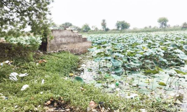 तालेश्वर मंदिर तालाब में जलकुंभी-गंदगी
