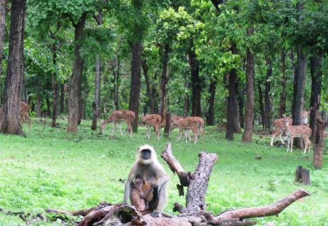 1657612314ATR_Cheetal.jpg 1657612314ATR_Cheetal.jpg