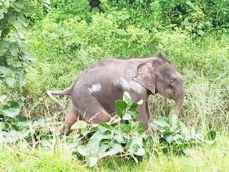 1663143631Hathi_shavak-2.jpg 1663143631Hathi_shavak-2.jpg