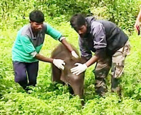 1663143631Hathi_shavak_1.jpeg 1663143631Hathi_shavak_1.jpeg