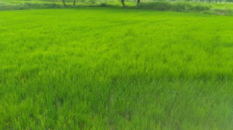 1663226362Rjn__10_Fasal_Dhan___2.jpeg 1663226362Rjn__10_Fasal_Dhan___2.jpeg