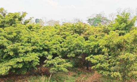 1679561748IMG_20230323_073122.jpg 1679561748IMG_20230323_073122.jpg