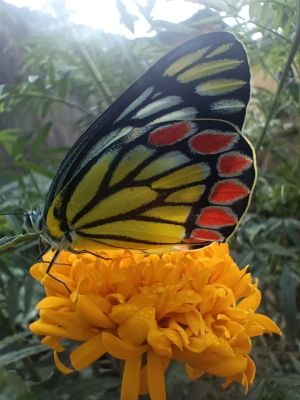 1760348641gariaband-3.jpg 1760348641gariaband-3.jpg