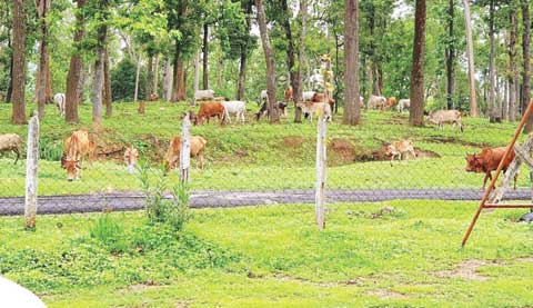 छत्तीसगढ़ की धड़कन और हलचल पर दैनिक कॉलम : राजपथ-जनपथ : अचानकमार में बाघों की खुराक...