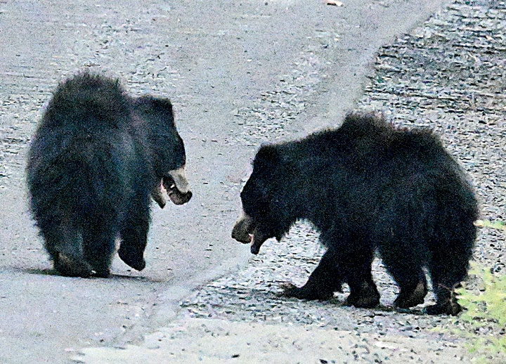 राजपथ-जनपथ : एक ही फ्रेम में दो मदारी भालू