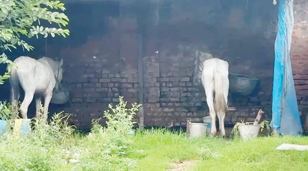 राजपथ-जनपथ : घोड़ों को जहर देकर क्यों मारना पड़ा?