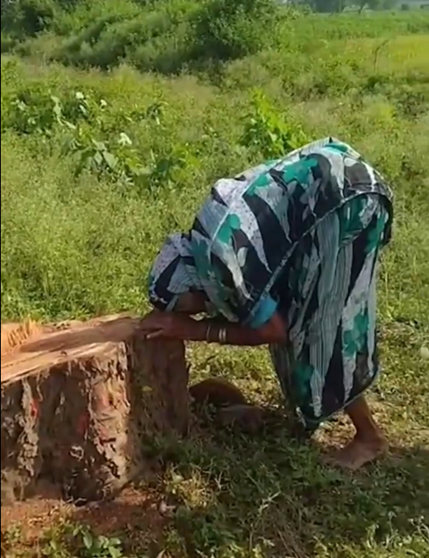 राजपथ-जनपथ : पेड़ के लिए मां का विलाप