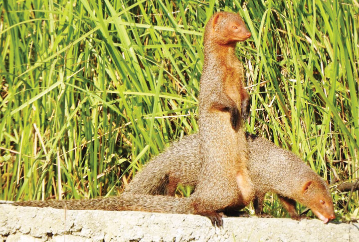 राजपथ-जनपथ : धूप में नेवलों की कसरत